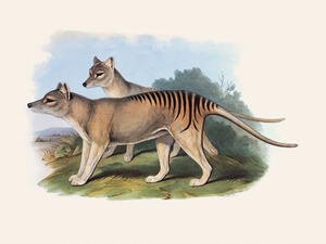Illustration of two tasmanian tigers, a wolflike animal with a striped lower back.