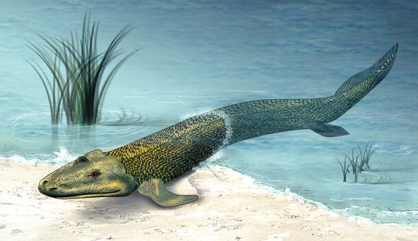 Illustration of a tiktaalik, a long fish with front fins that allow the tiktaalik to prop themselves up and walk partially on land.