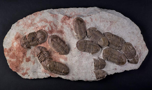 Twelve trilobite fossil specimens in clusters.