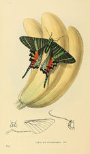 Illustration of a colorful, patterned butterfly resting on a bunch of three bananas.