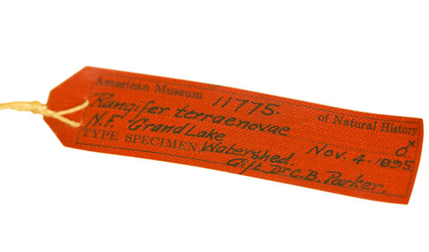 Bright tag reading AMNH 11775. Rangifer terraenovae. N.F. Grand Lake. Nov. 4. 1895. Type Specimen: Watershed. Gift. Dr C.B. Parker.