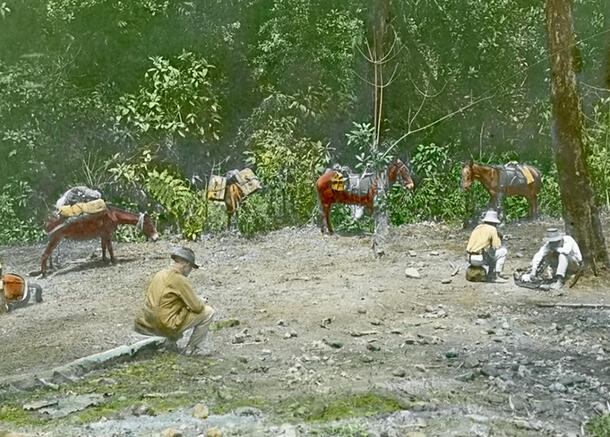 Colorful image of three men in hats sitting around a forest clearing with 4 pack animals in the background.