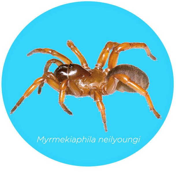 Spider on a bright circular background with the text "Myrmekiaphila neilyoungi" underneath.