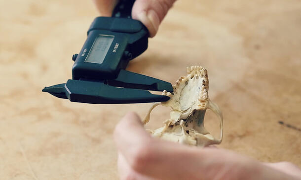 Person's hands using digital caliper tool to examine a tooth on an olinguito skull.