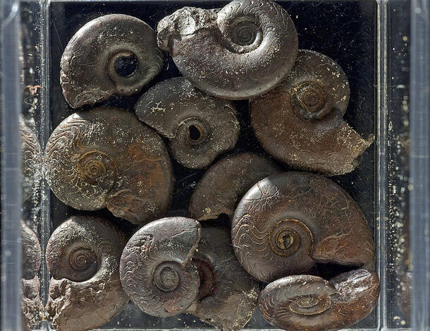 Ten ammonite specimens packed together. 