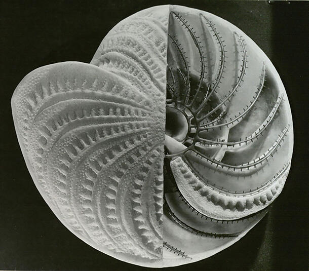 Model of a foram species. 