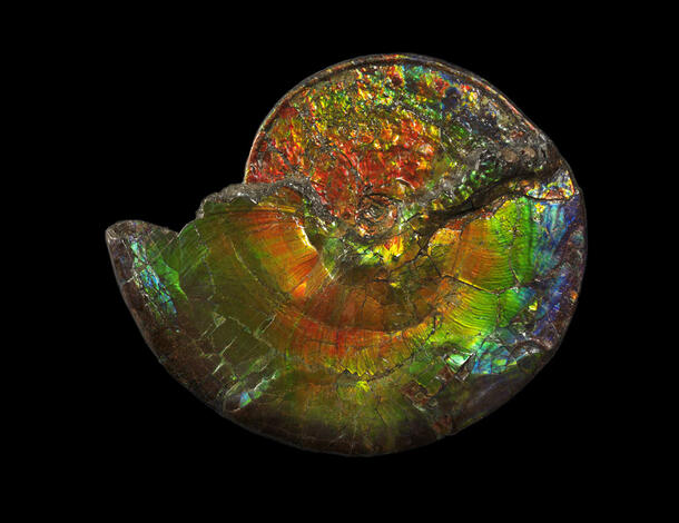 Iridescent rainbow colored ammonite specimen.