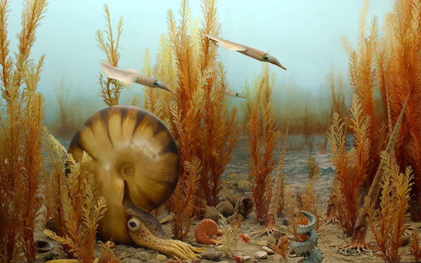 Museum diorama depicting Cretaceous era ocean floor, including a chambered nautilus and ammonites.