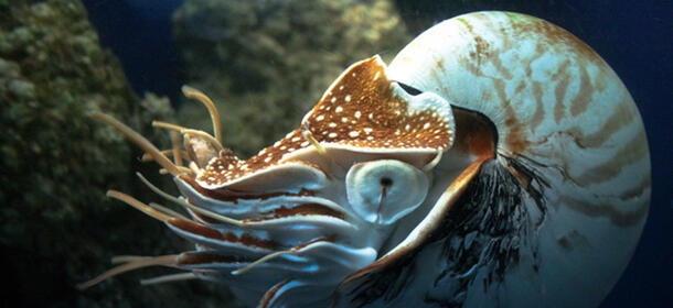 Chambered nautilus underwater, with a large eye, curved body and many appendages.