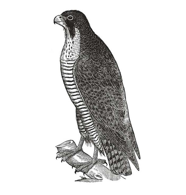 Illustration of a bird with a dark back and striped belly, perched on a branch.