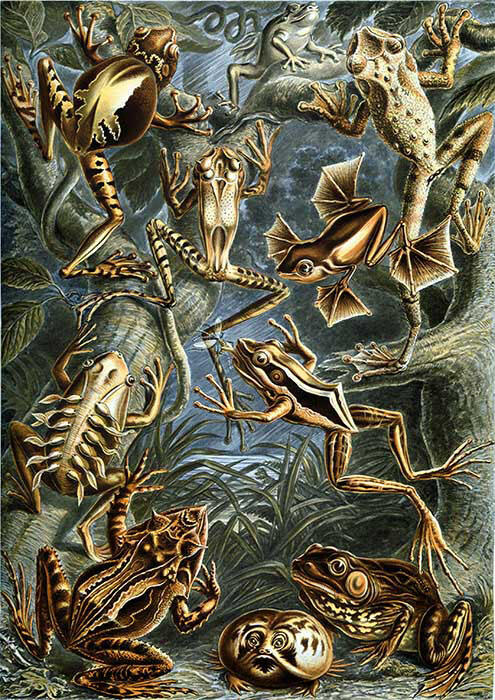 Illustration of ten frogs of varying sizes, patterns, and features climbing onto tree branches in forest.