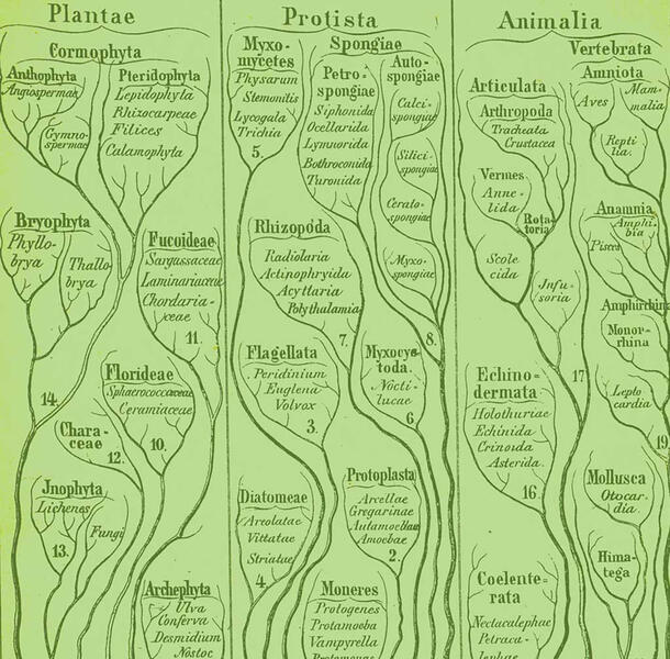 Phylogenetic tree of life in three columns: Plantae, Protista, and Animalia, with words printed among twisting thin lines which represent branches.