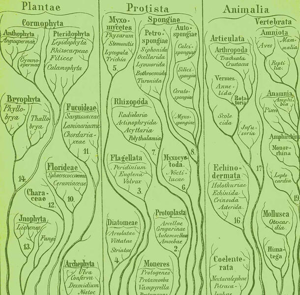 Phylogenetic tree of life in three columns: Plantae, Protista, and Animalia, with words printed among twisting thin lines which represent branches.