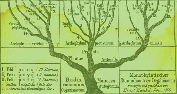 Trunk of the phylogenetic tree of life branching off into Plantae, Protista & Animalia with words and numbers among the branches.
