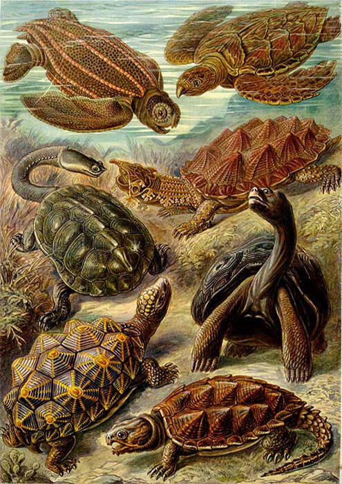 Illustration of seven turtles of varying colors and patterned shells on the floor of the ocean or swimming just above. 