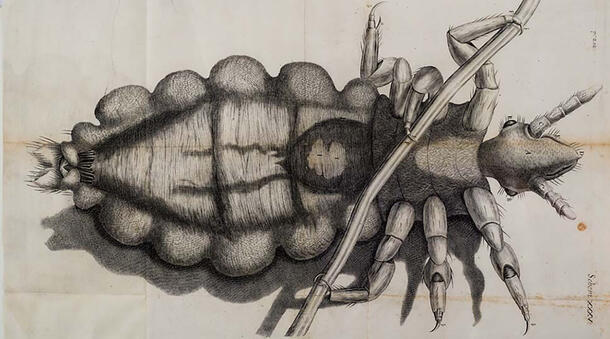 Illustrated louse on its back, holding stick-like object across its body.