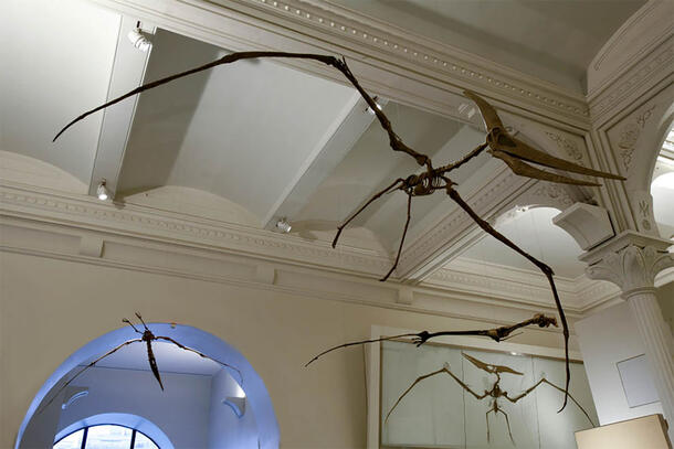 Two pterosaur fossils hanging from the ceiling of the Museum's fourth floor Vertebrate Origins exhibit.