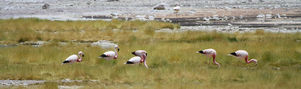 Six flamingoes in a grassy wetland landscape.