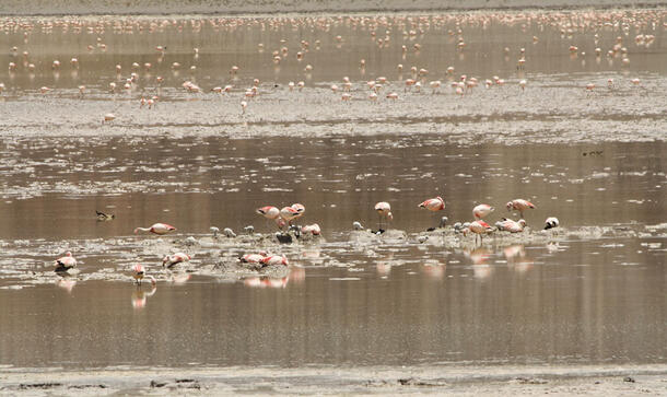 Hundreds of flamingoes in a nesting site on small pieces of land surrounded by water.
