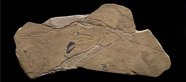 Preondactylus buffarinii fossil 700.309