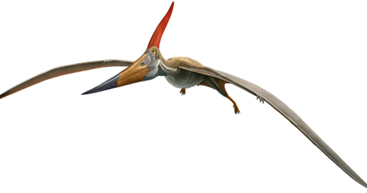 Pteranodon was a giant flying reptile which lived during