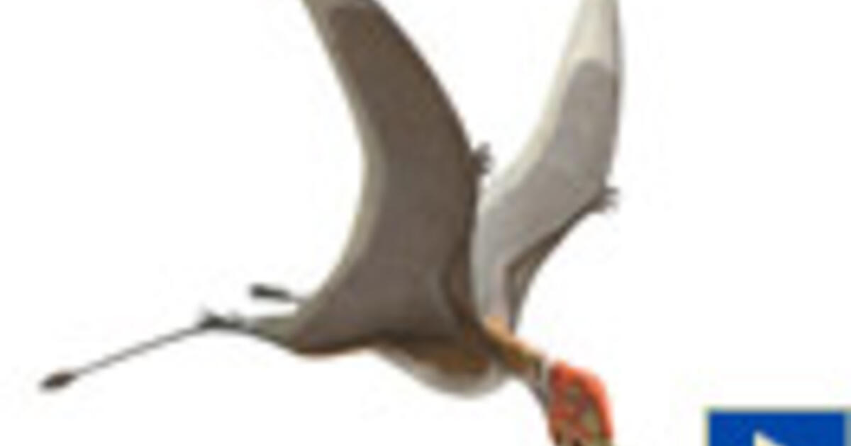 Why we think that some extinct giant flying reptiles cared for