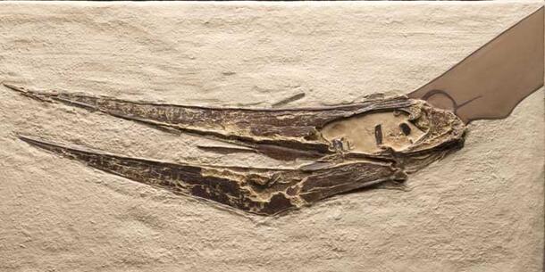 Fossil of a Pterosaur head and beak