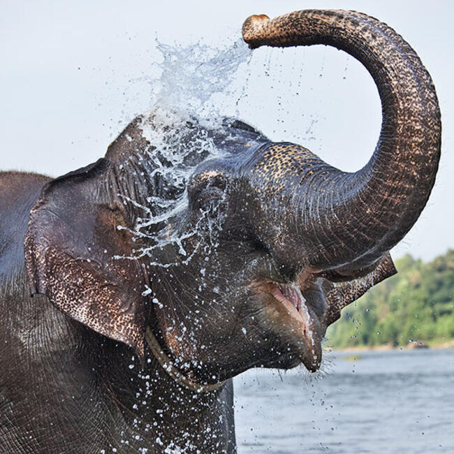 The Secret World of Elephants Exhibition AMNH