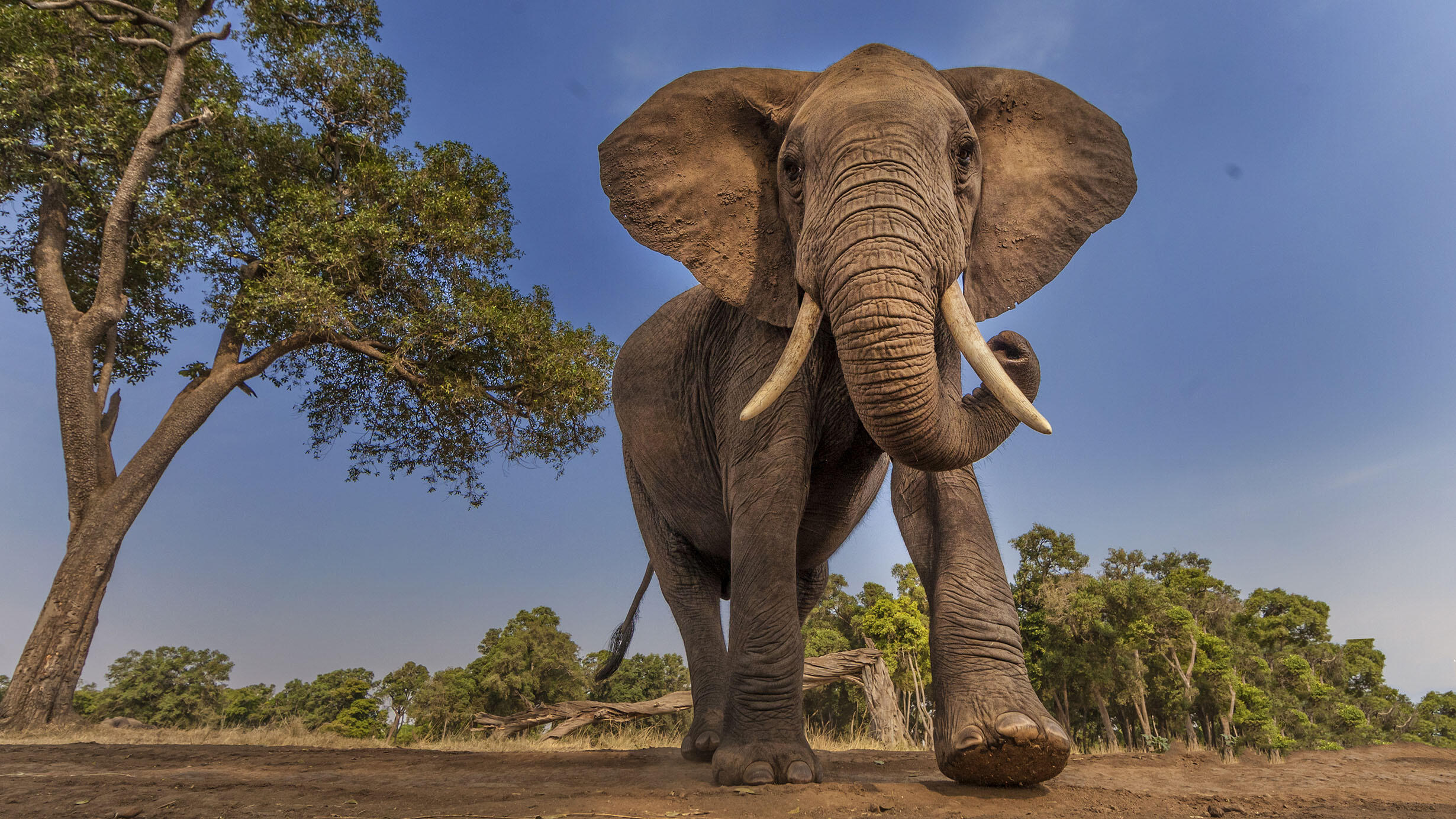 An African elephant, pictured from a low angle, is on the move in a dusty clearing with lush trees in the background and one tree to the left.