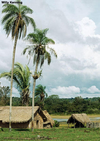 Palm frond roofed houses below towering palm trees.