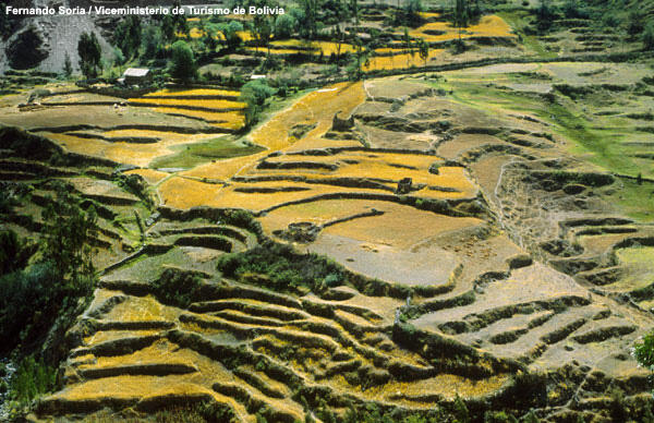 Terraced fields