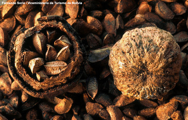 An intact coconut-shaped pod, and a pod cracked in half to show Brazil nuts in their shells inside the pod.