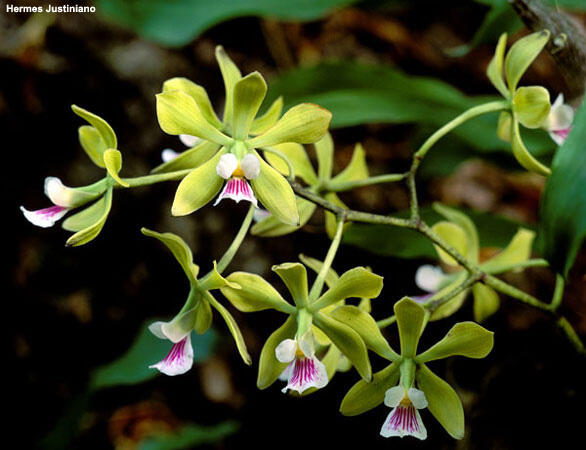 Chiquitano Orchid (Encyclia steinbachii), found only in Bolivia