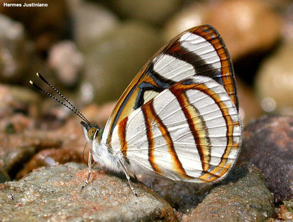 An Andean butterfly perched on a rock.