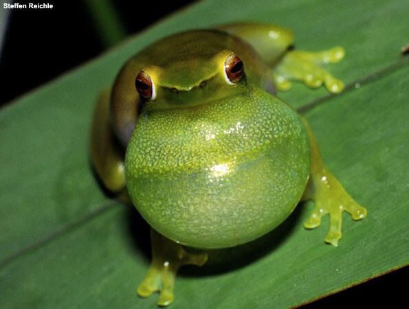 A green frog perched on a leaf.