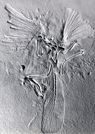 Archaeopteryx