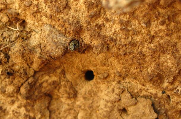 A hole in the ground indicating a bee nest.