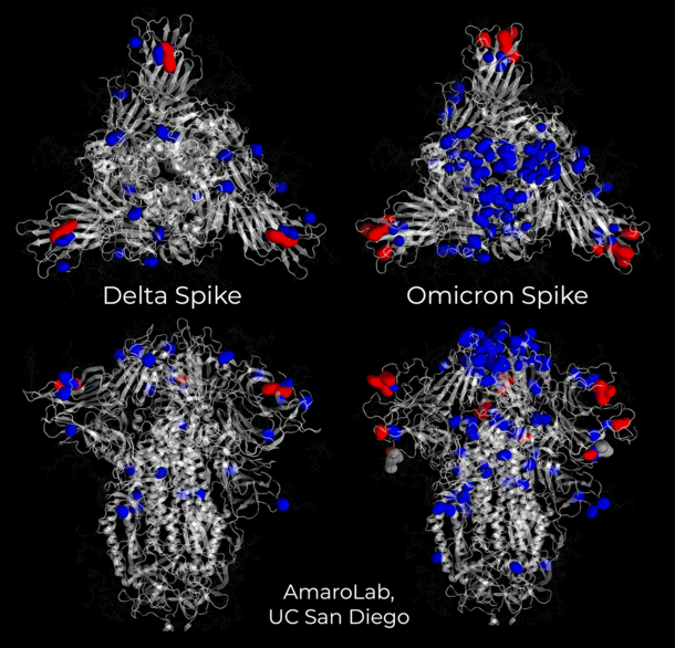 On the left, two model renderings depict the Delta spike, and on the right, two model renderings depict the Omicron spike.