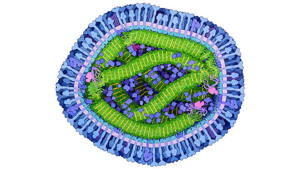 This cross-section of the measles virus particle is depicted by a protein-studded, ovoid shape containing six strands of RNA in the interior.