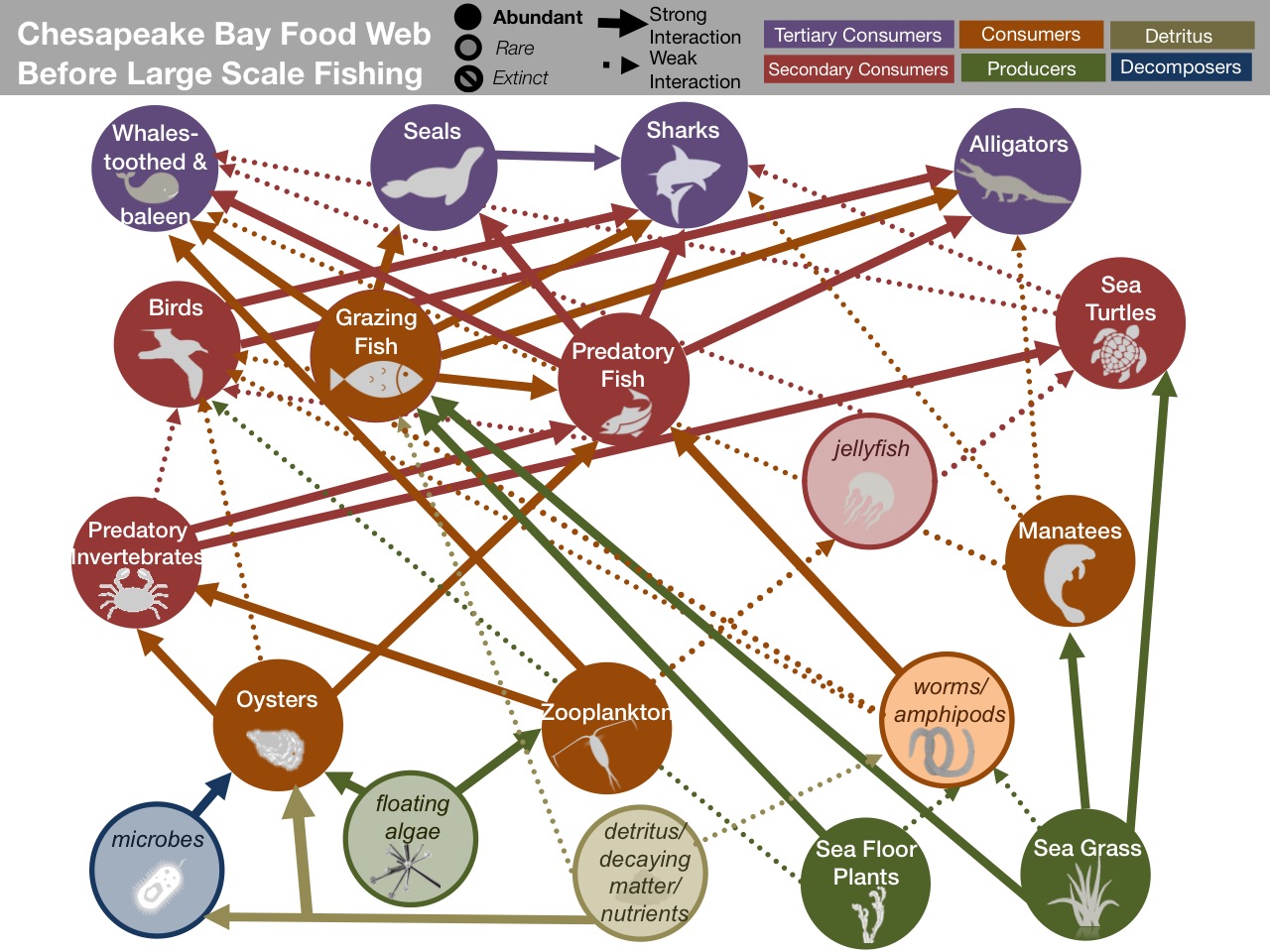 chesapeake bay food web diagram chesapeake bay food web worksheet food chesapeake bay food web diagram chesapeake bay food web worksheet food
