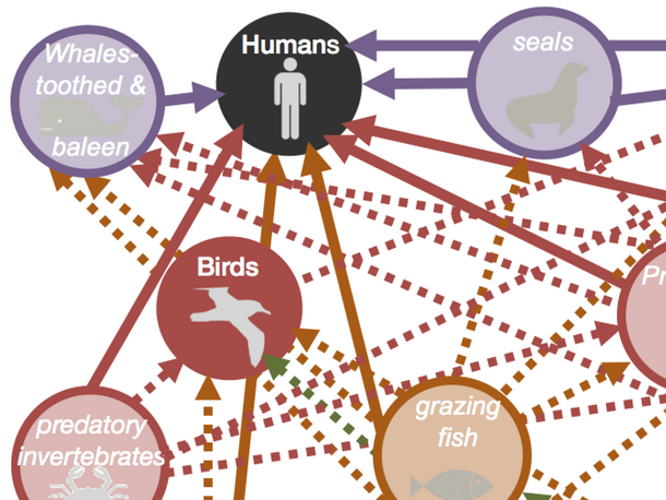 food web after