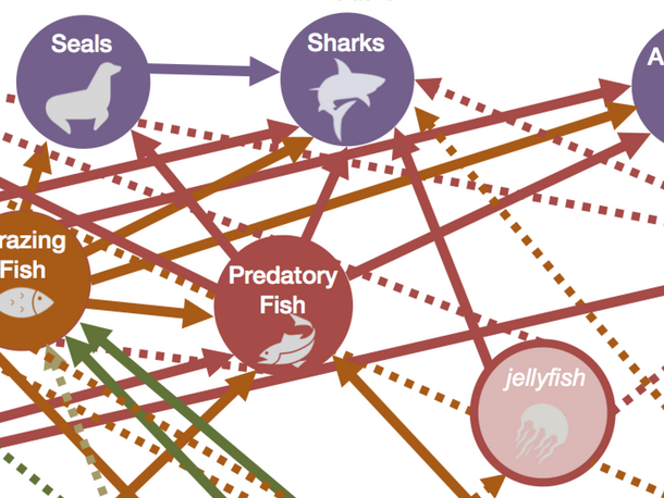 food web before