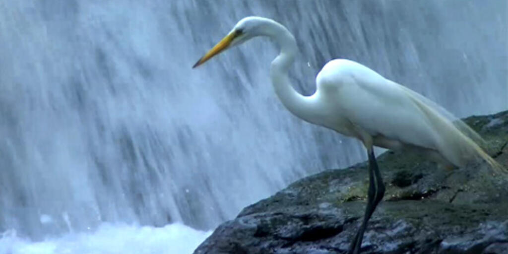 Ecology Disrupted Bronx River Restoration