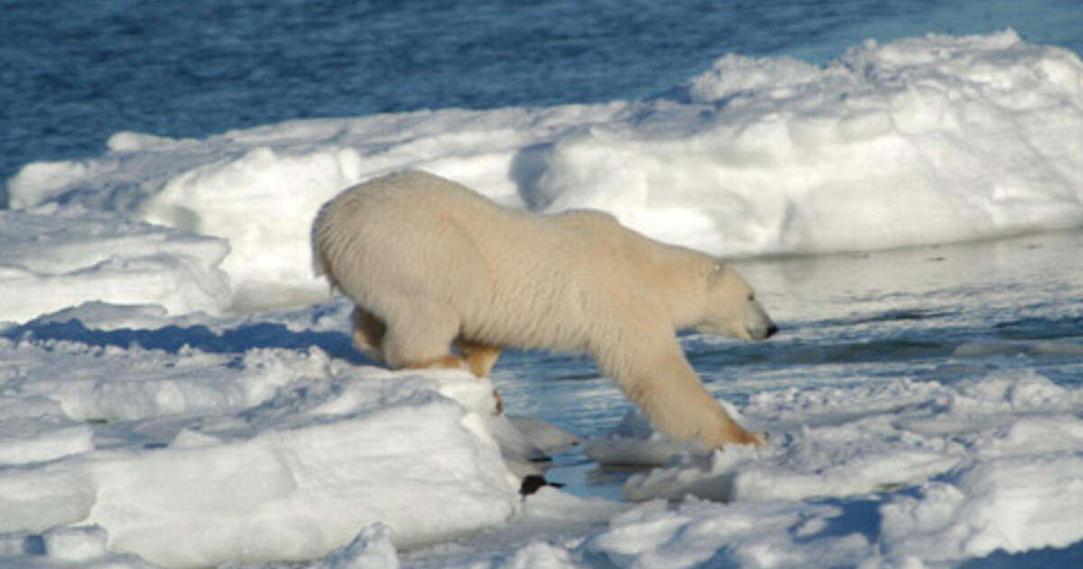 Climate Change Affects Ecosystems AMNH