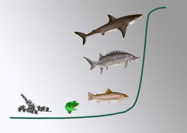 An image of five organisms: a shark, two other fish, a green frog, and a plant.