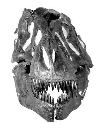 dino teeth activity image 2