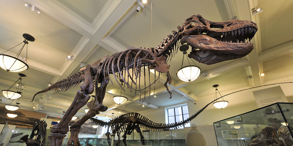 amnh t rex