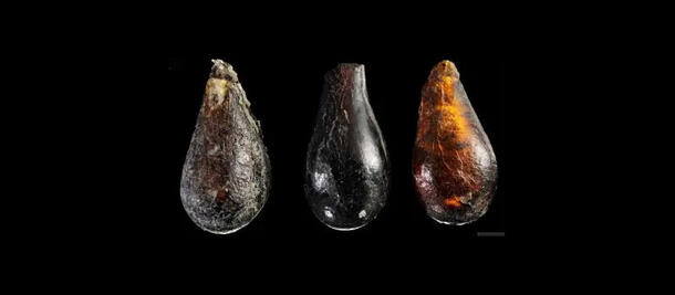 Three amber droplets, 220 million years old, containing clues to ancient arthropods.
