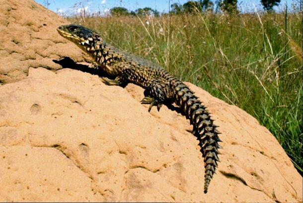 Smaug giganteus, a large lizard with thick dark scales, resting on on a rock in the desert. Its name was inspired by Tolkien's The Lord of the Rings.