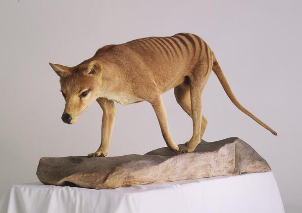 A taxidermied specimen of the Tasmanian tiger, now exctinct. The light brown marsupial appears dog-like, on four legs with a long tail.